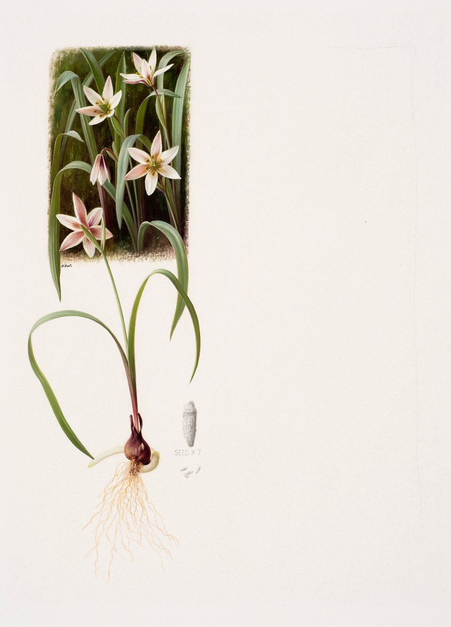 Amana edulis (olio su carta) da Raymond Booth