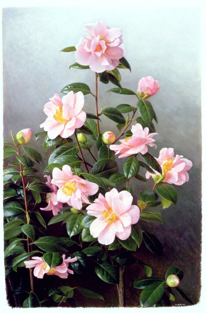 Varietà di Camelia Japonica da Raymond Booth