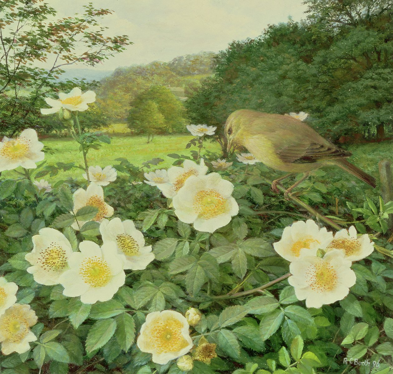 Rosa di campo e Salice di mare da Raymond Booth