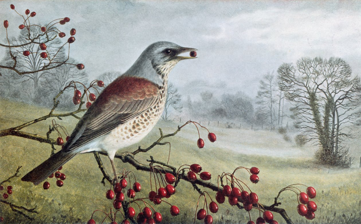 Fieldfare da Raymond Booth
