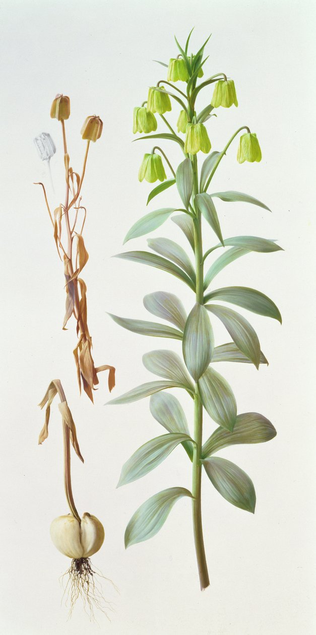 Fritillaria pallidiflora da Raymond Booth