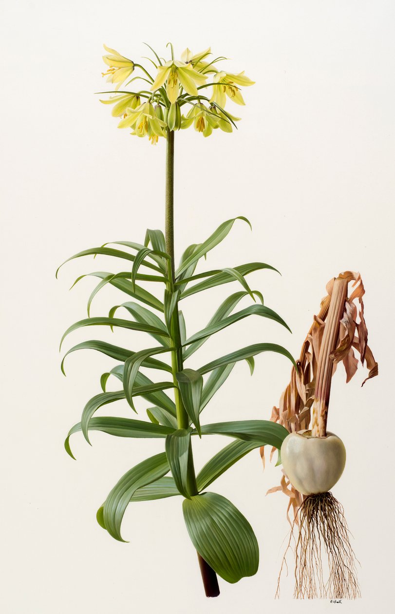 Fritillaria eduardii (olio su tavola) da Raymond Booth