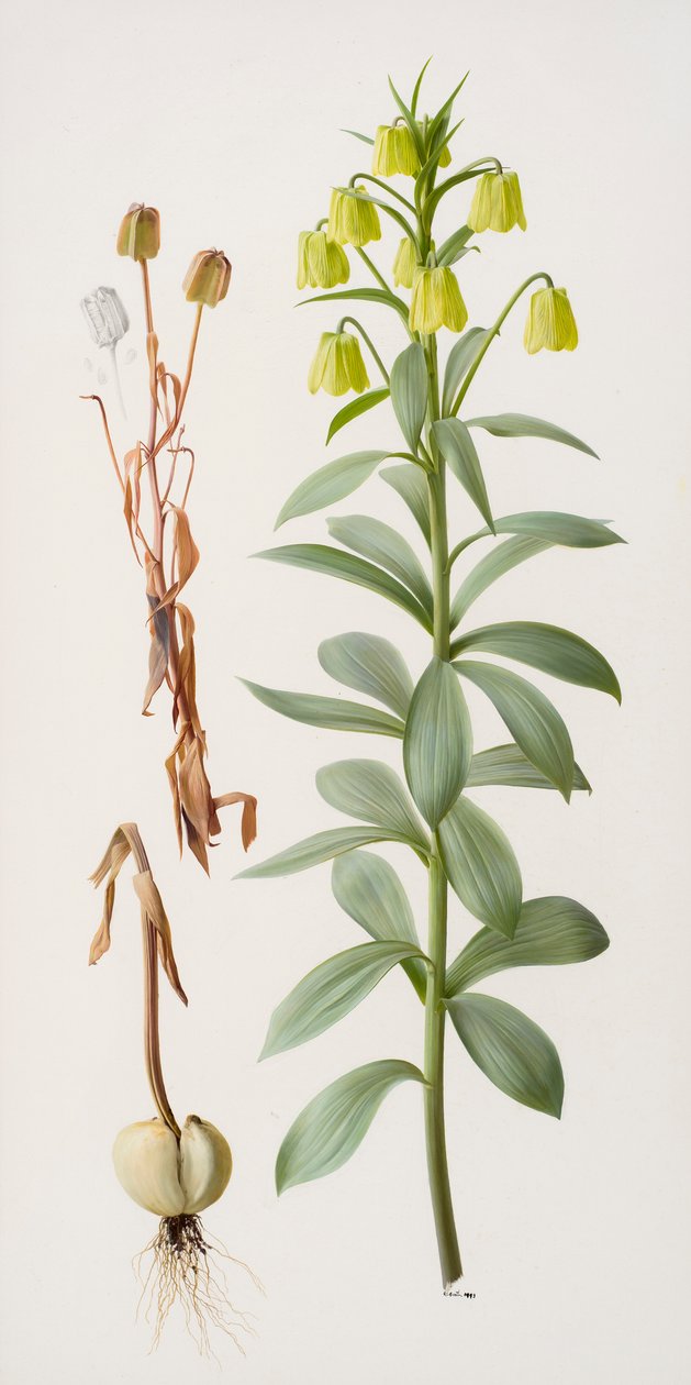 Fritillaria pallidiflora da Raymond Booth