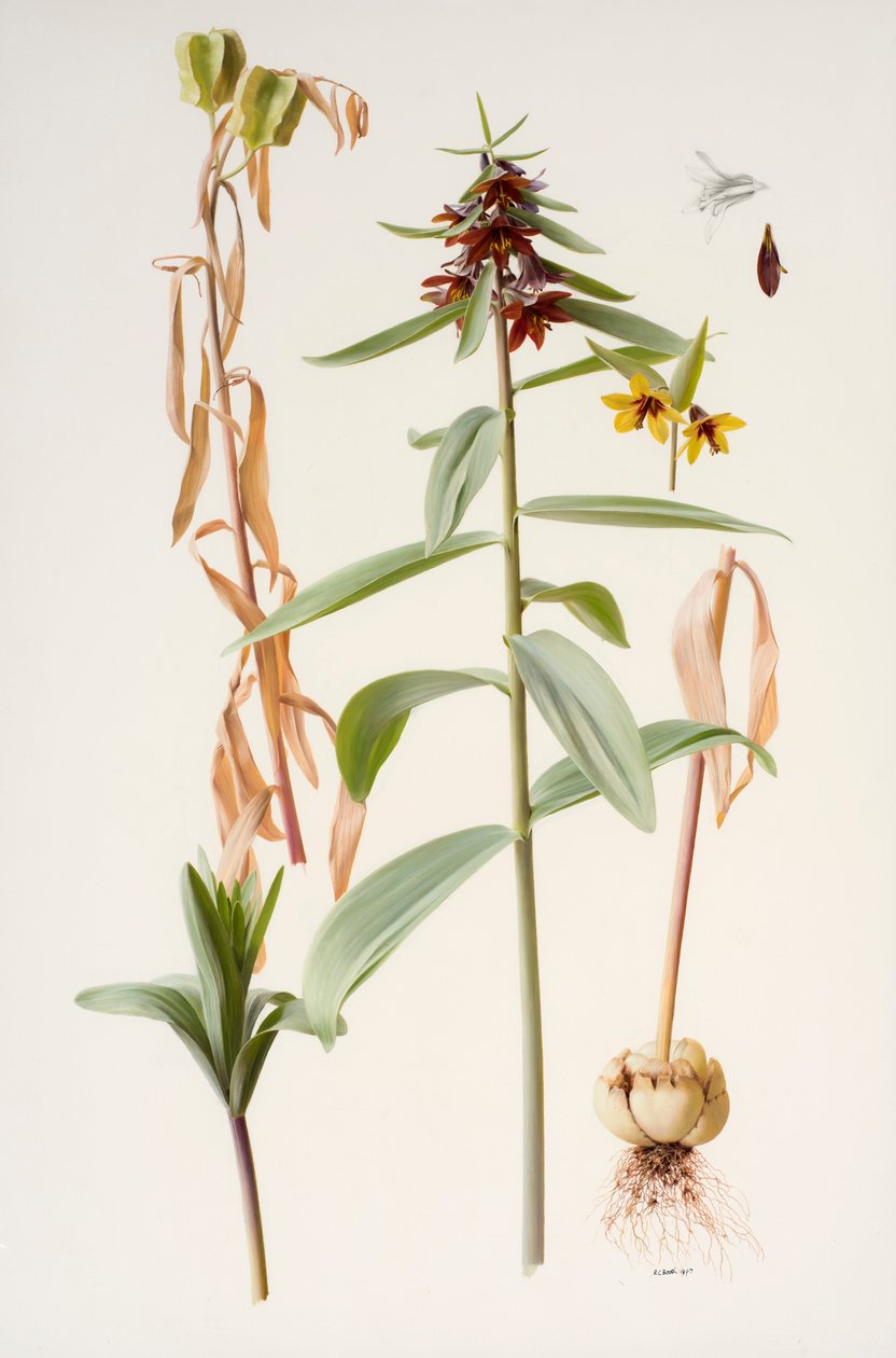 Fritillaria sewerzowii da Raymond Booth