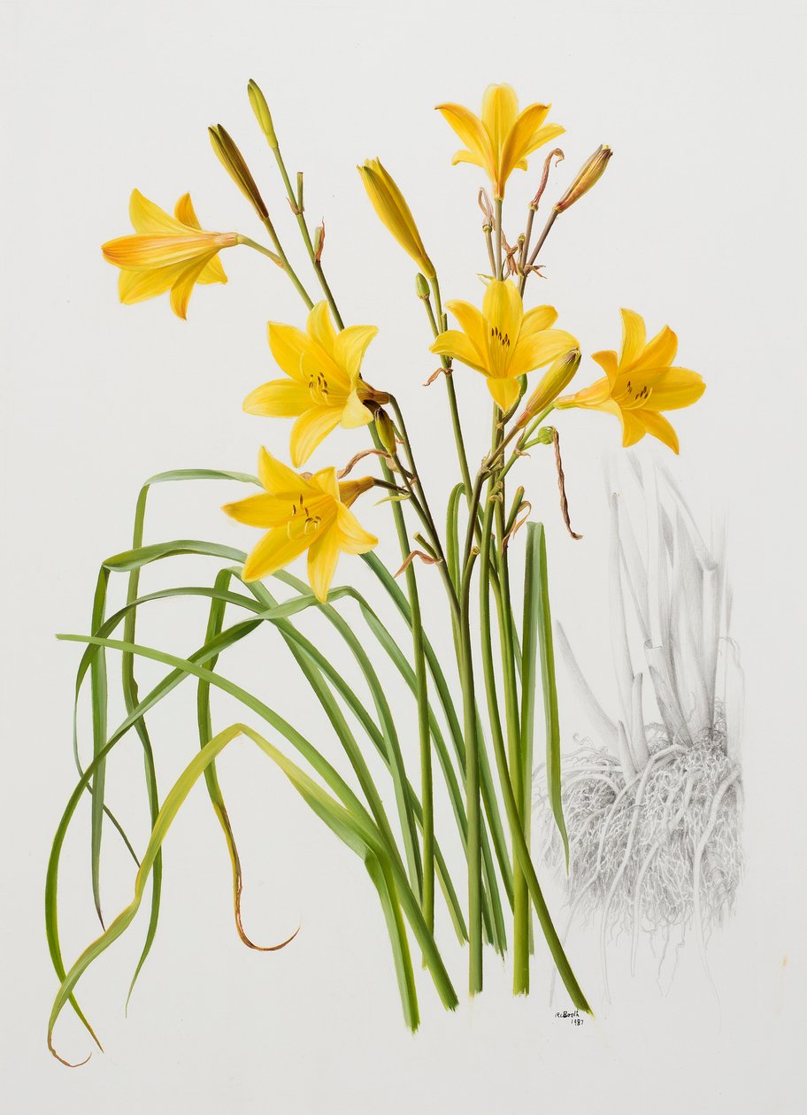 Hemerocallis dumortieri da Raymond Booth