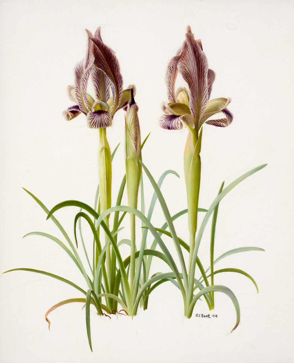 Iris acutiloba (olio su carta) da Raymond Booth