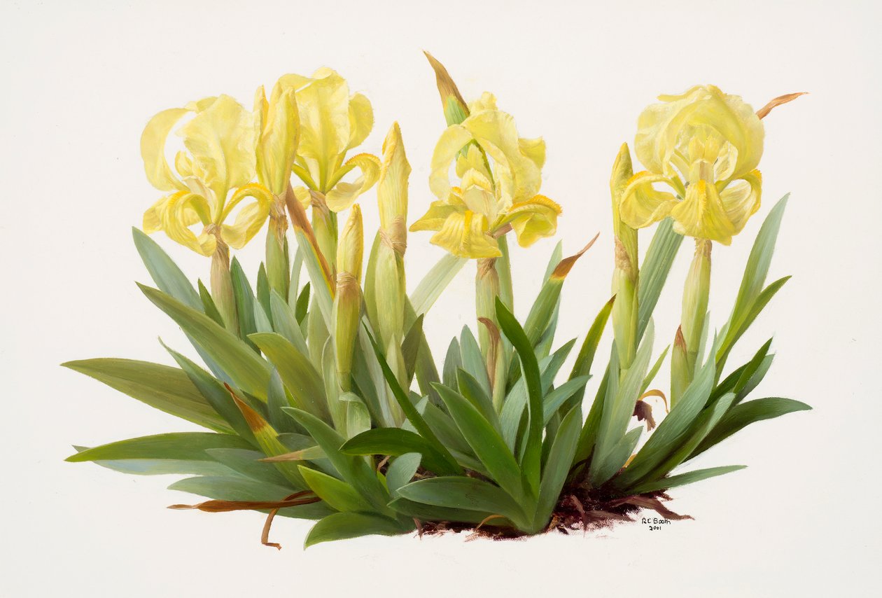 Iris lutescens (olio su carta) da Raymond Booth