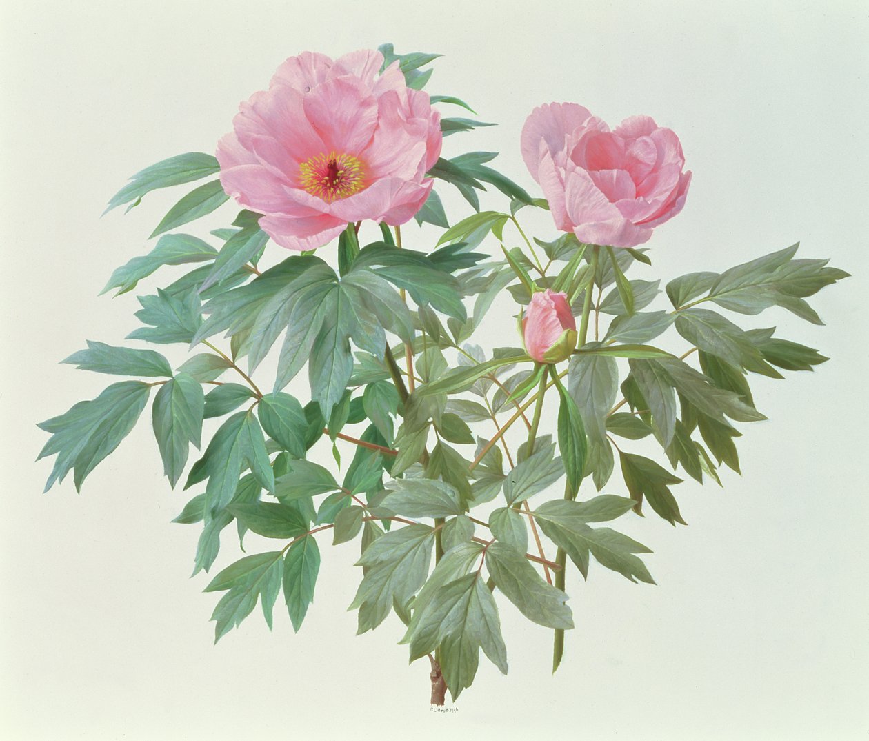 Paeonia giapponese da Raymond Booth