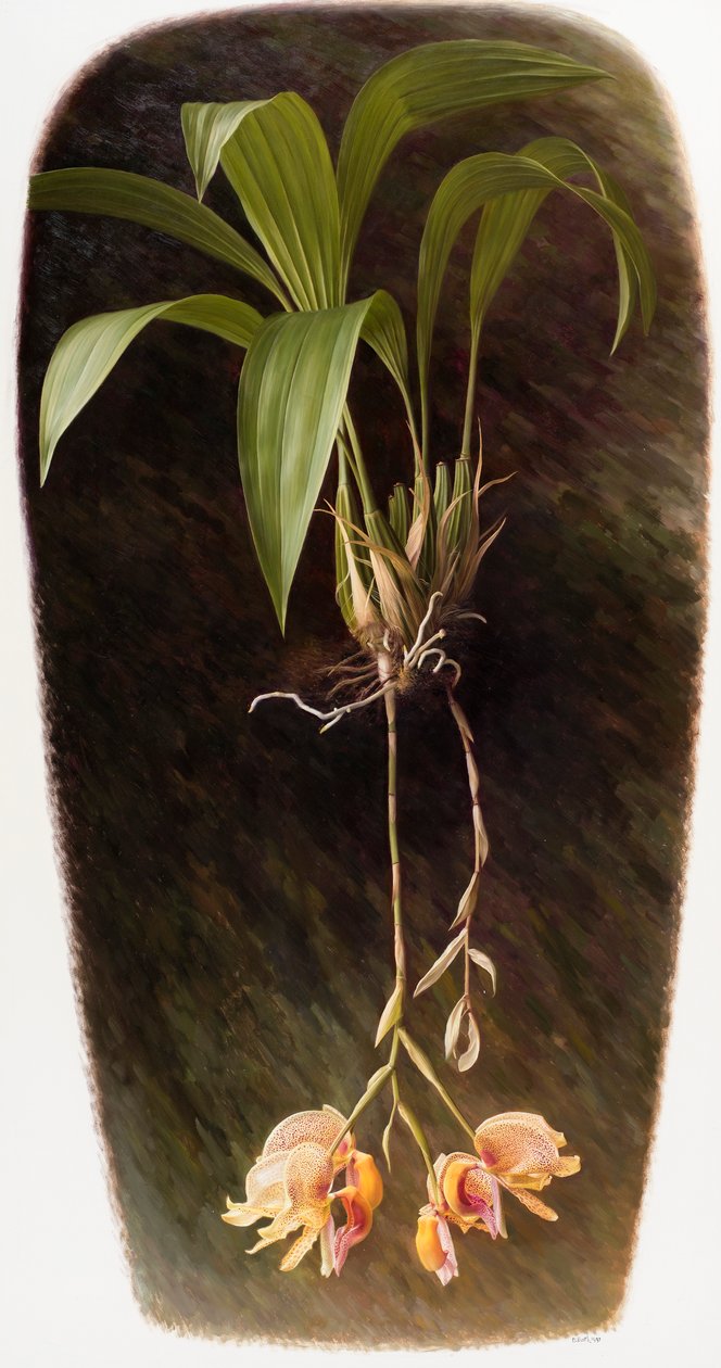 Orchidea da Raymond Booth