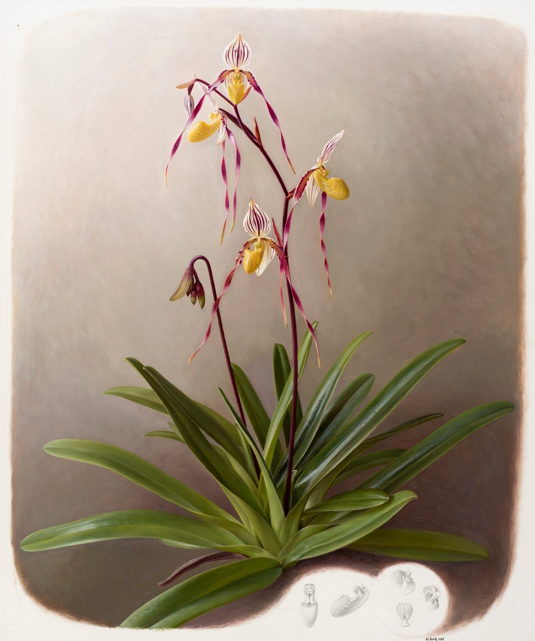 Orchidea da Raymond Booth
