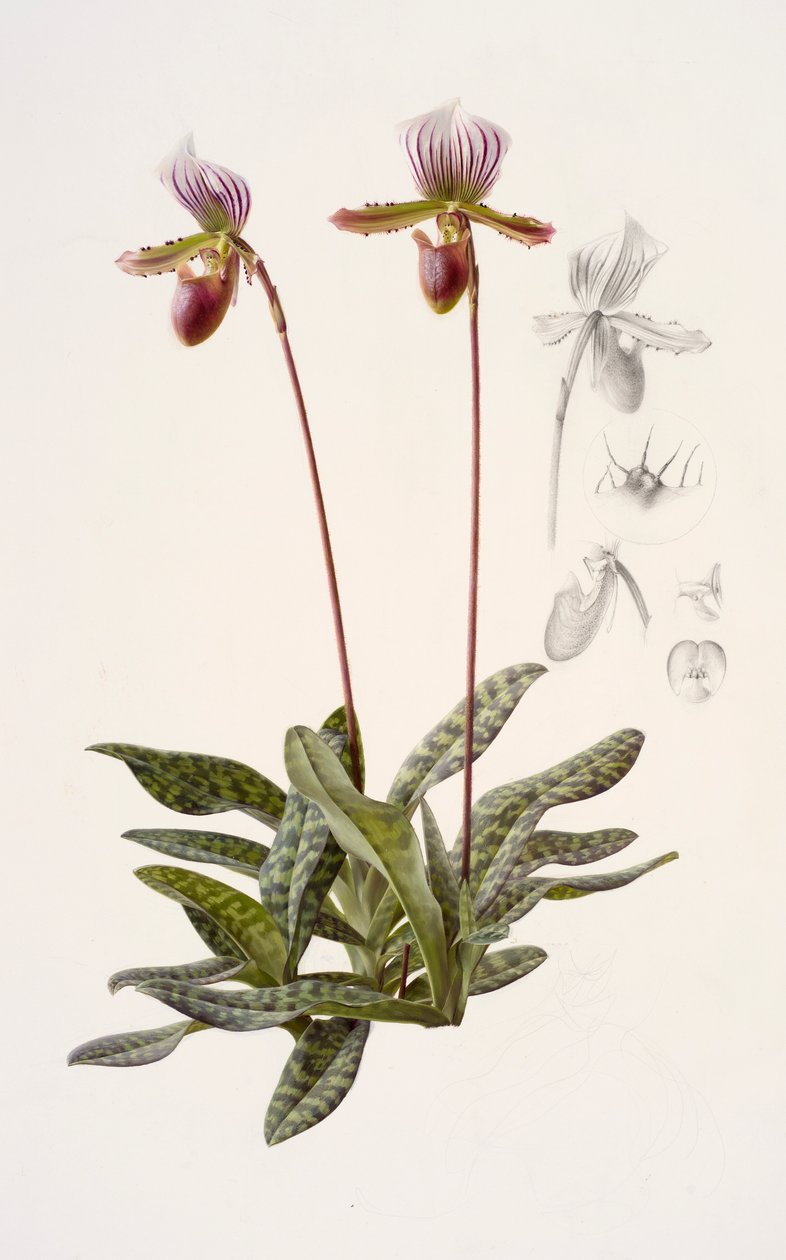 Paphiopedilum barbatum (olio su carta) da Raymond Booth