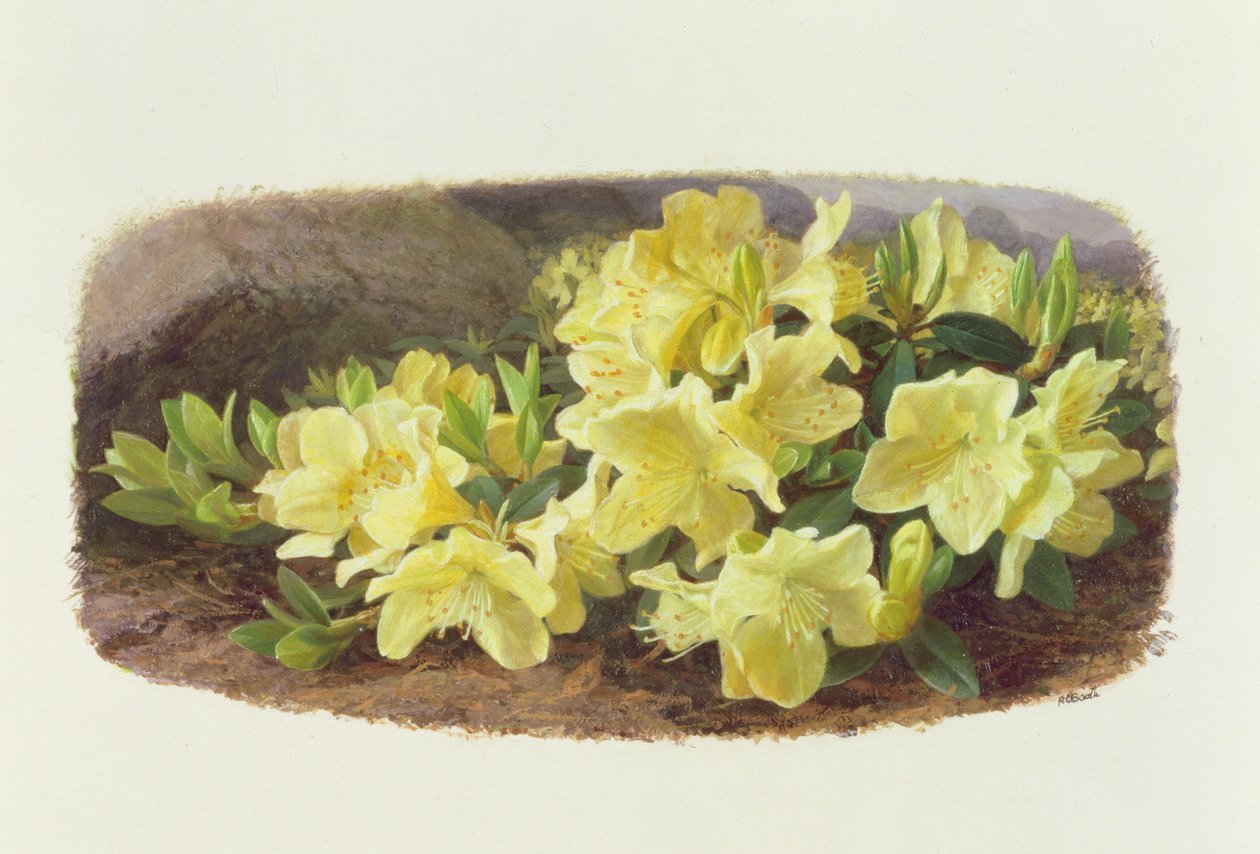 Rhododendron Keiski (olio su carta) da Raymond Booth