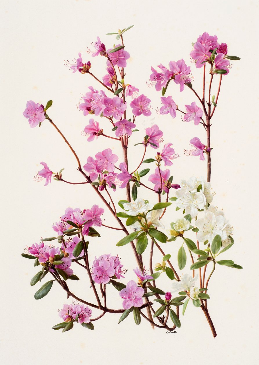 Rhododendron dauricum (olio su carta) da Raymond Booth