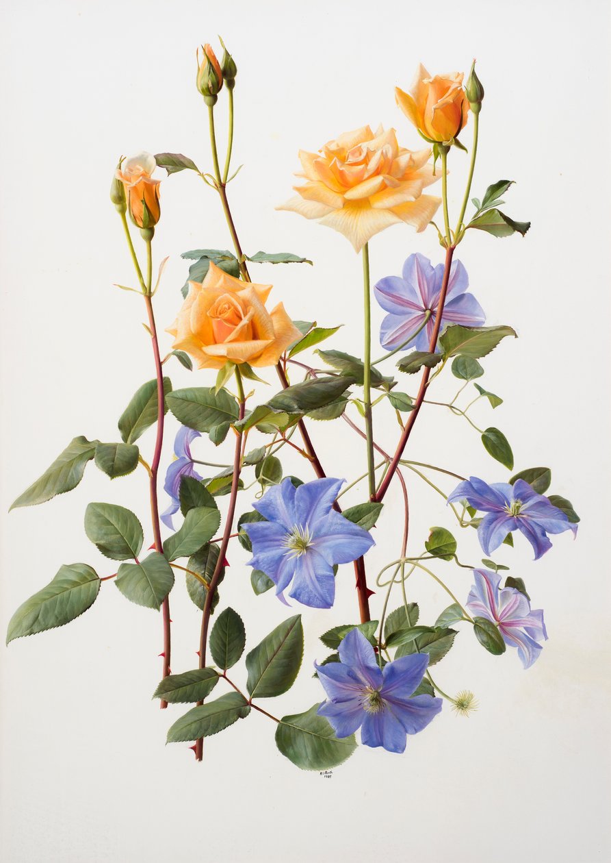 Rosa e clematide da Raymond Booth