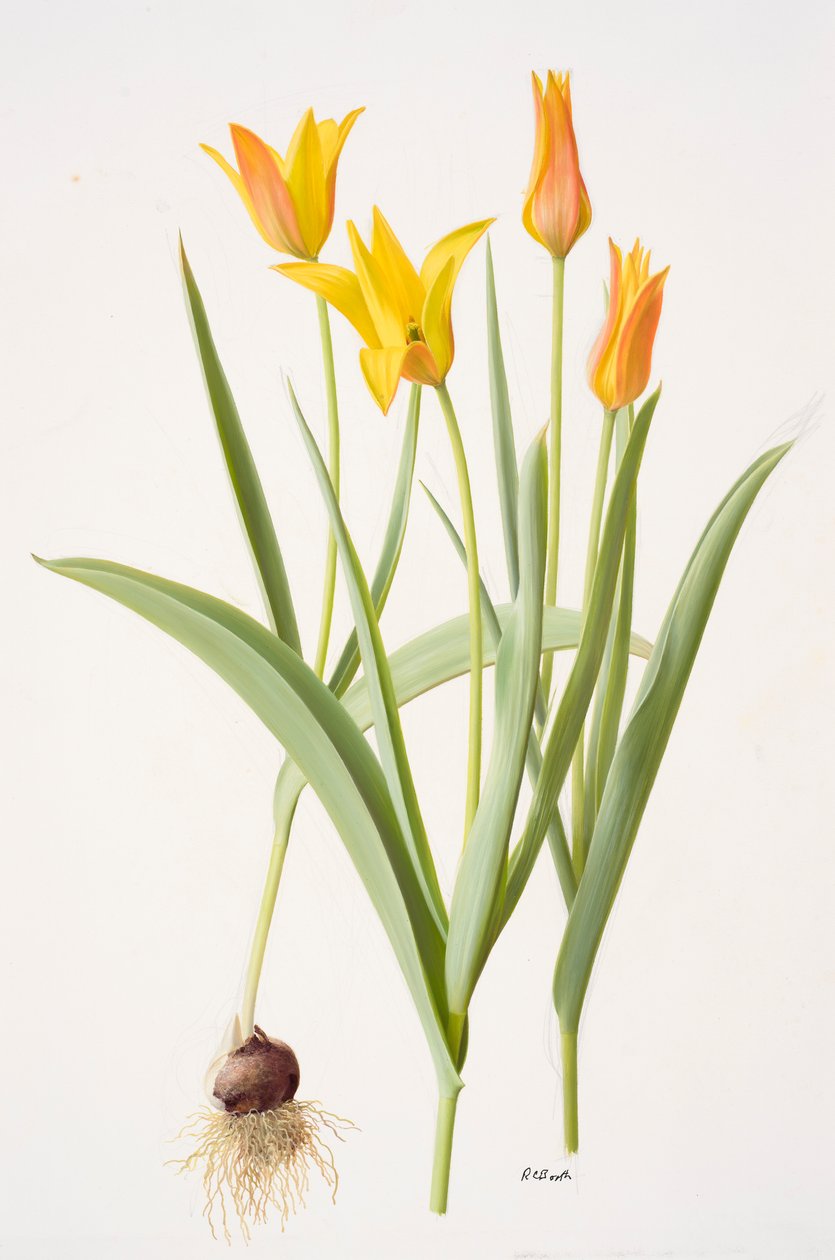 Tulipa ferganica (olio su carta) da Raymond Booth