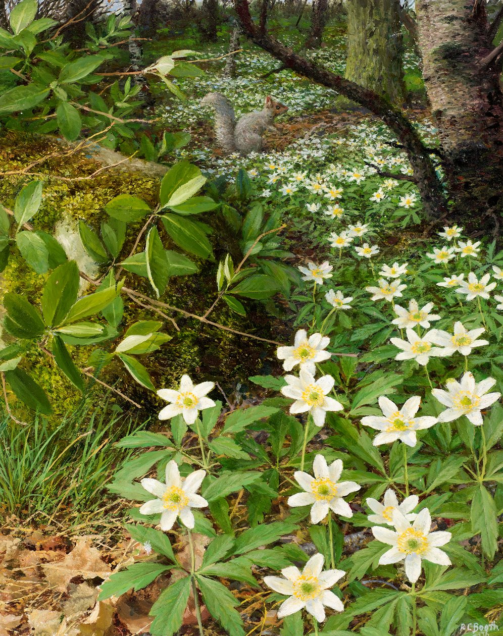 Anemoni di bosco, fine aprile (olio su tavola) da Raymond Booth