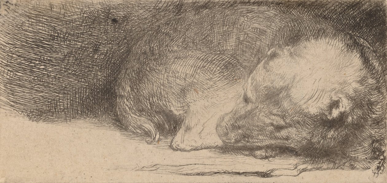 Cucciolo che dorme, c. 1640 da Rembrandt van Rijn