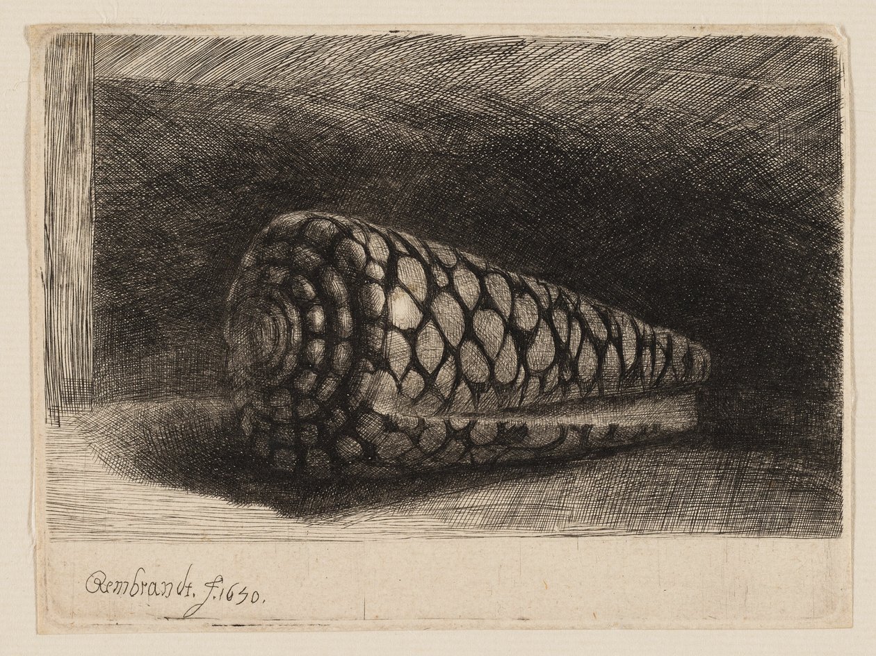 La conchiglia da Rembrandt van Rijn
