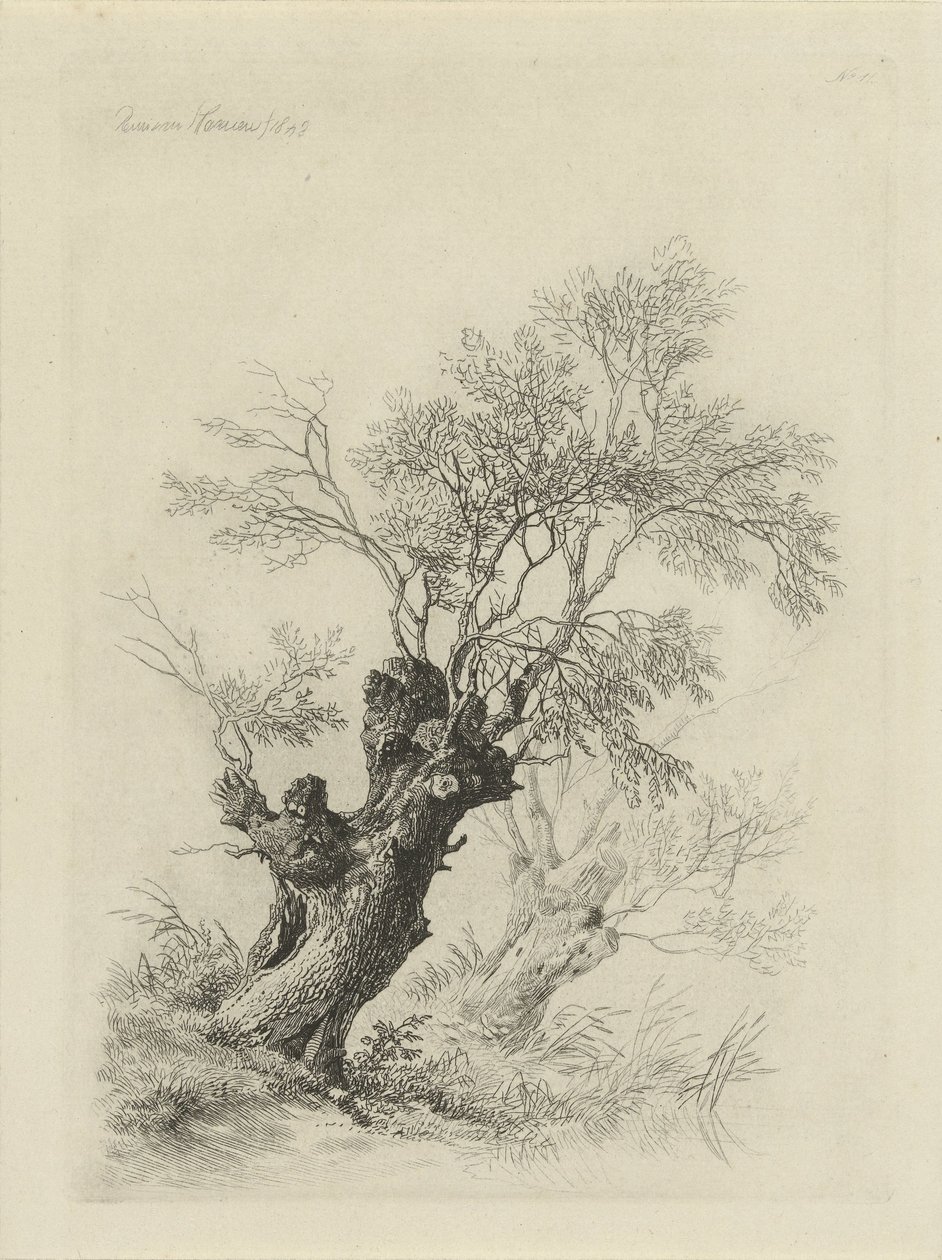 Salice da Remigius Adrianus Haanen