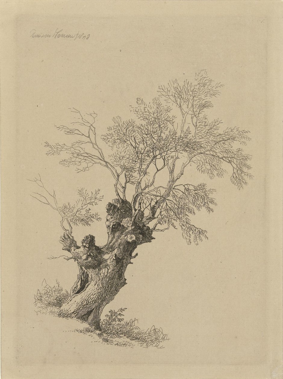 Salice da Remigius Adrianus Haanen