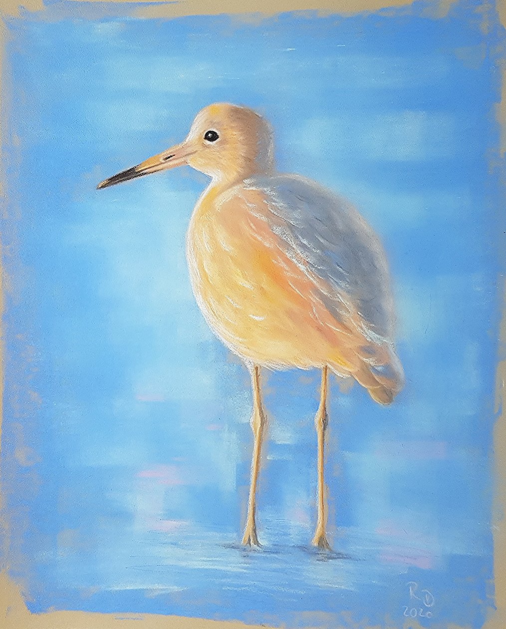 Calidris da Renate Dohr