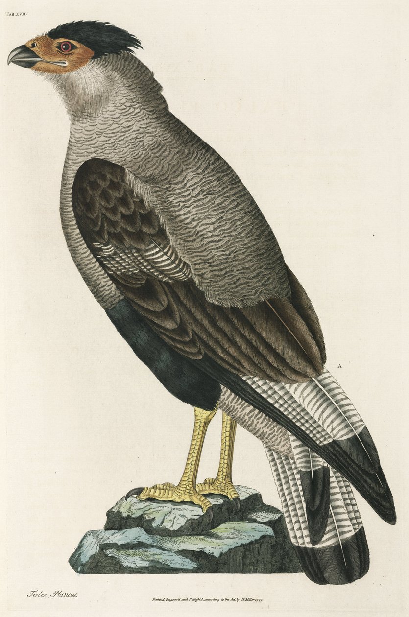 Caracara crestato da John Pardon