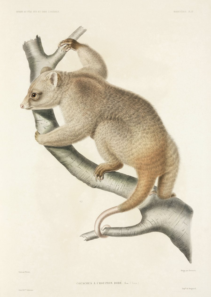 Cuscus da John Pardon