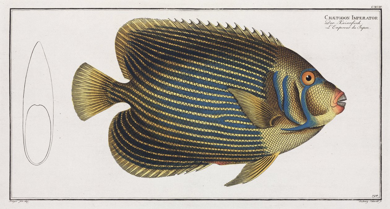 Pesce angelo imperatore da John Pardon
