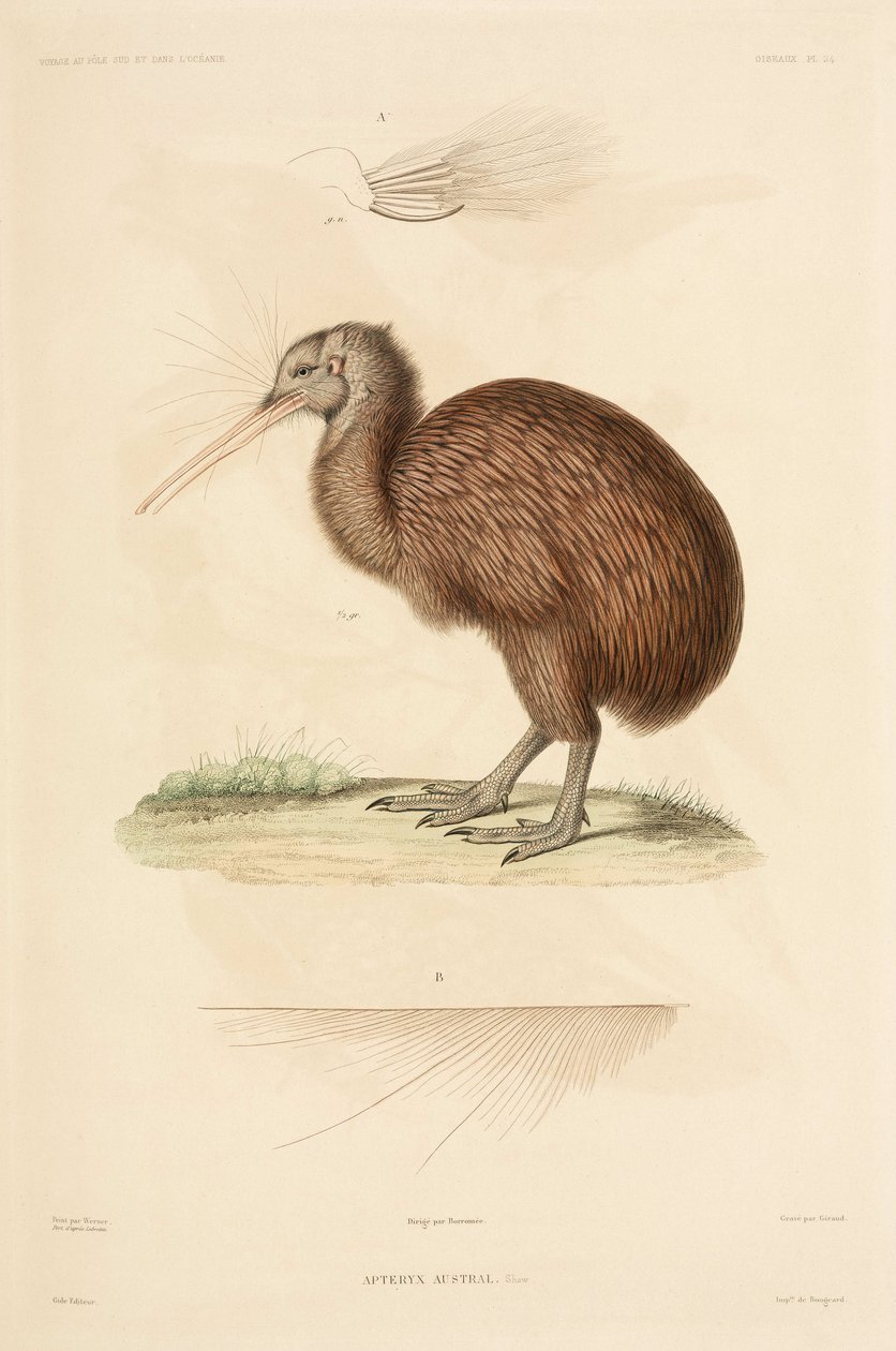 Kiwi, Nuova Zelanda da John Pardon