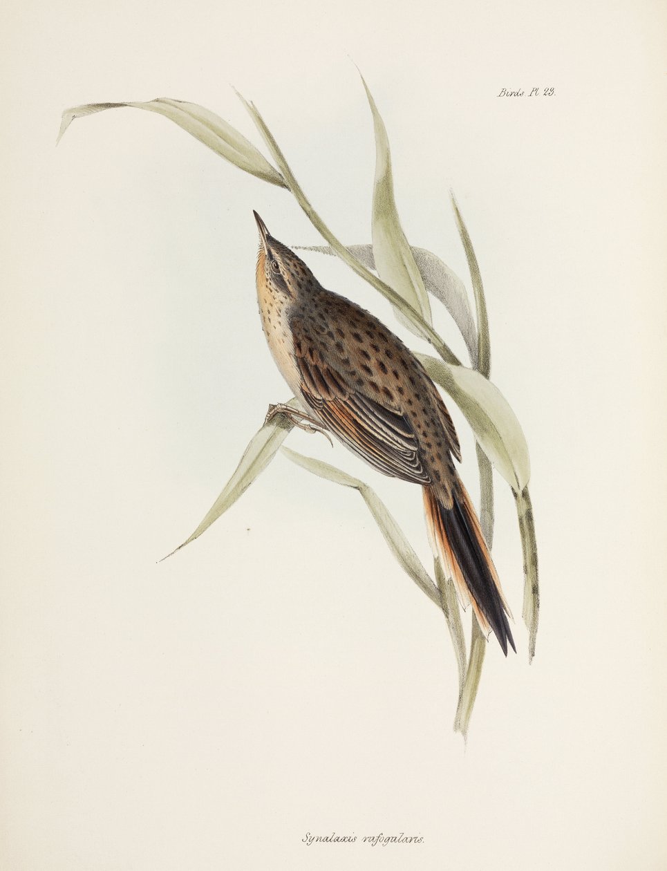 Spinetail, Sud America da John Pardon