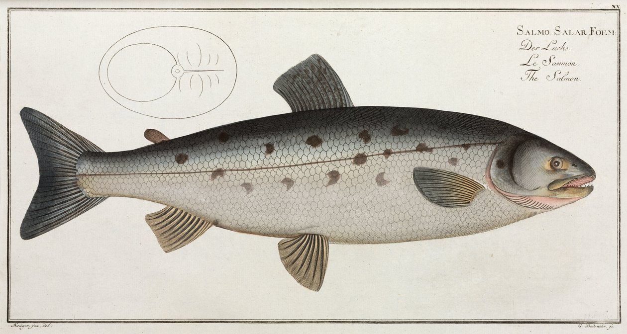 Il Salmone da John Pardon