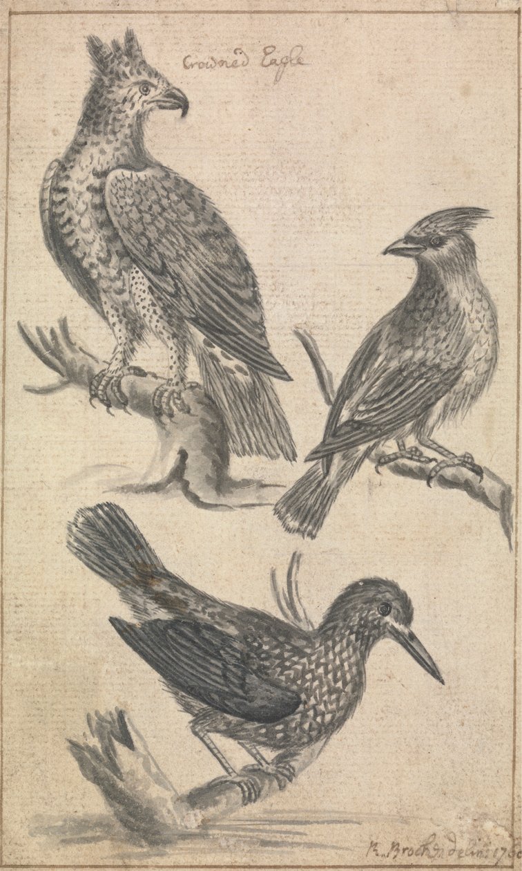 Aquila incoronata e due uccelli da Richard Brookes