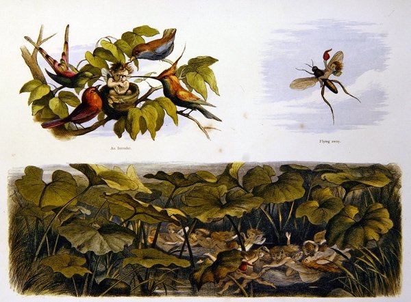 Nel Paese delle Fate da Richard Doyle