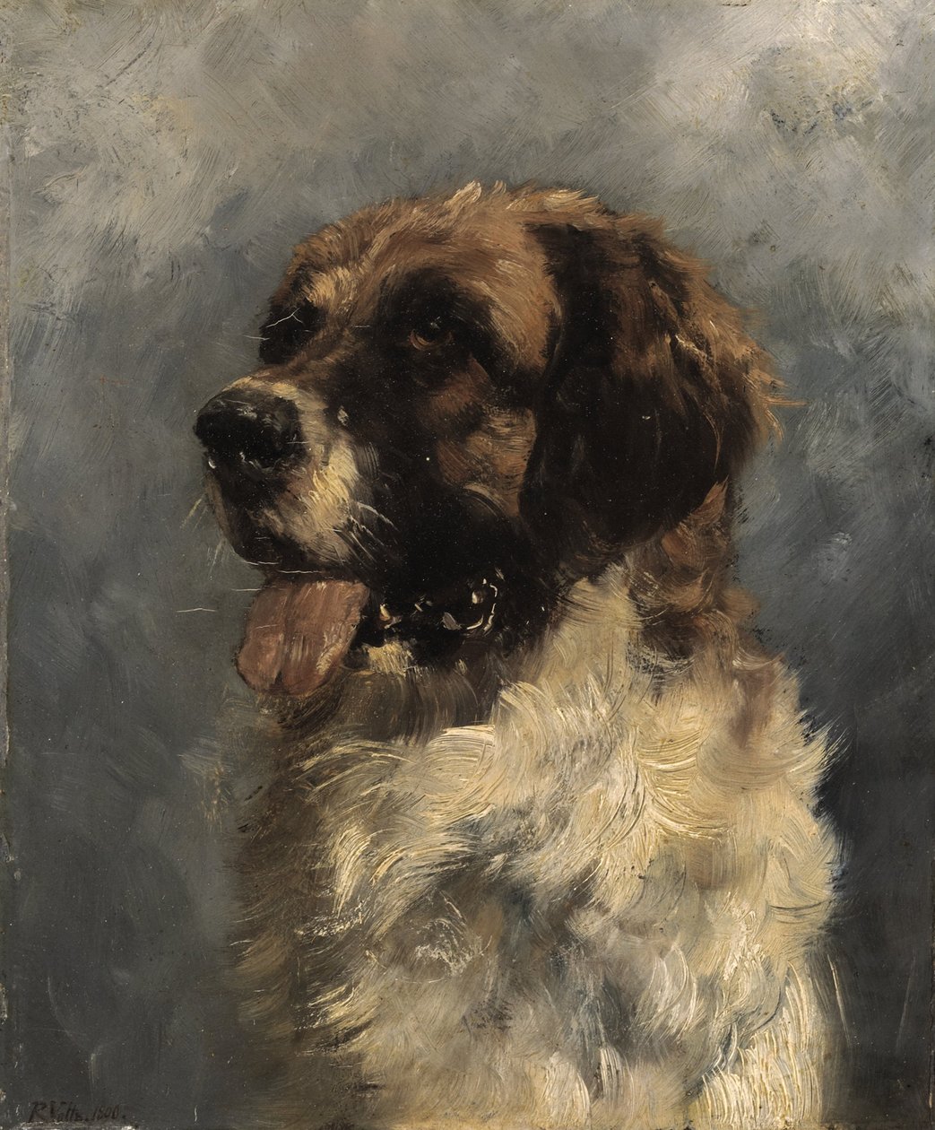 Cane San Bernardo da Richard Voltz