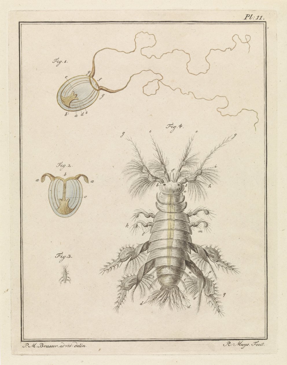 Medusa e gamberetto di sabbia da Robbert Muys