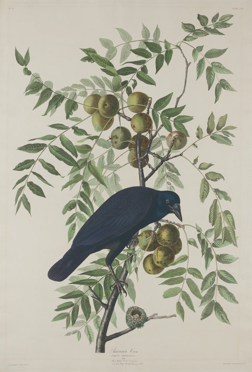 Corvo americano, 1833 da Robert Havell