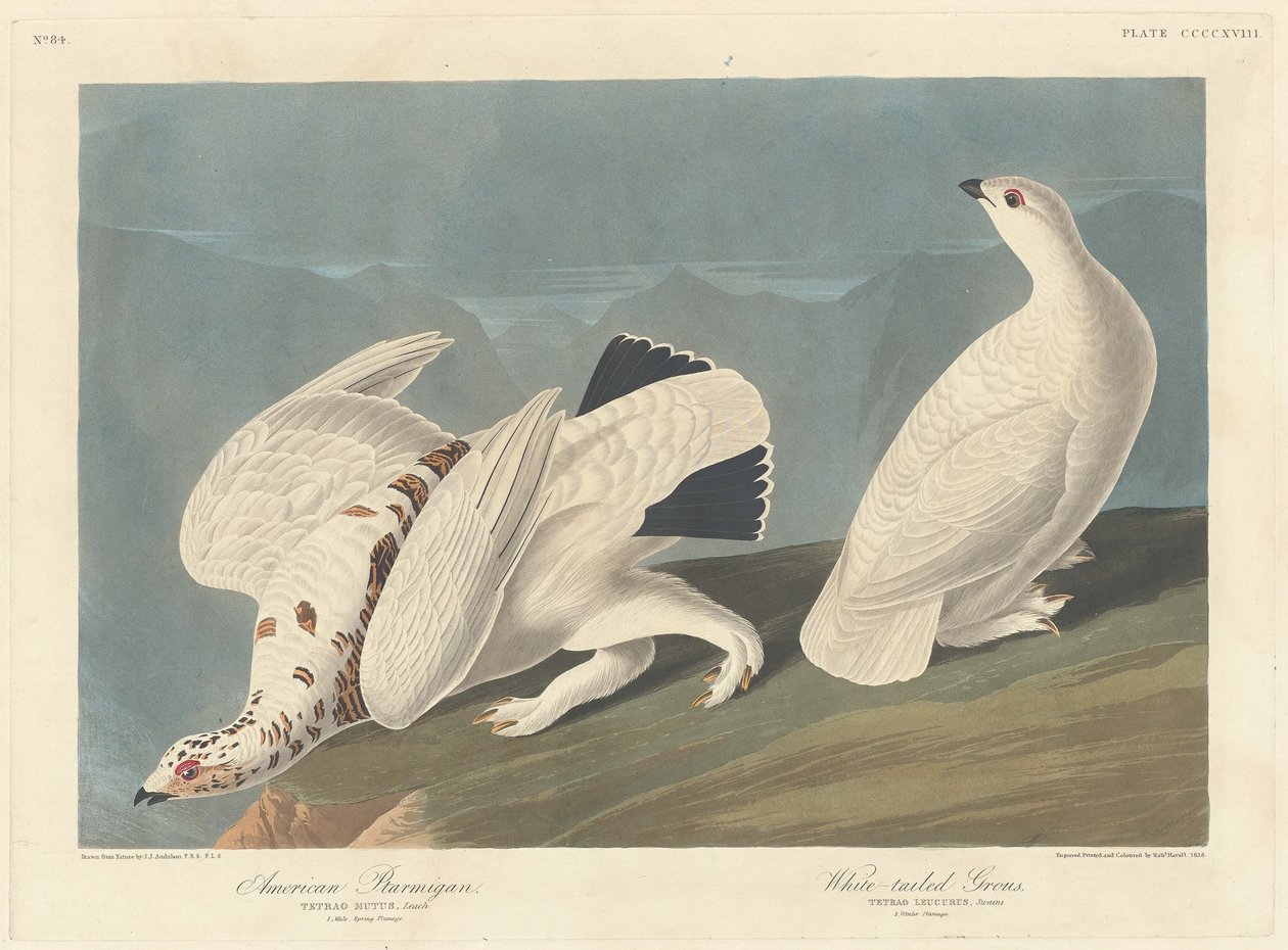 Pernice americana e gallo cedrone dalla coda bianca, 1838 da Robert Havell