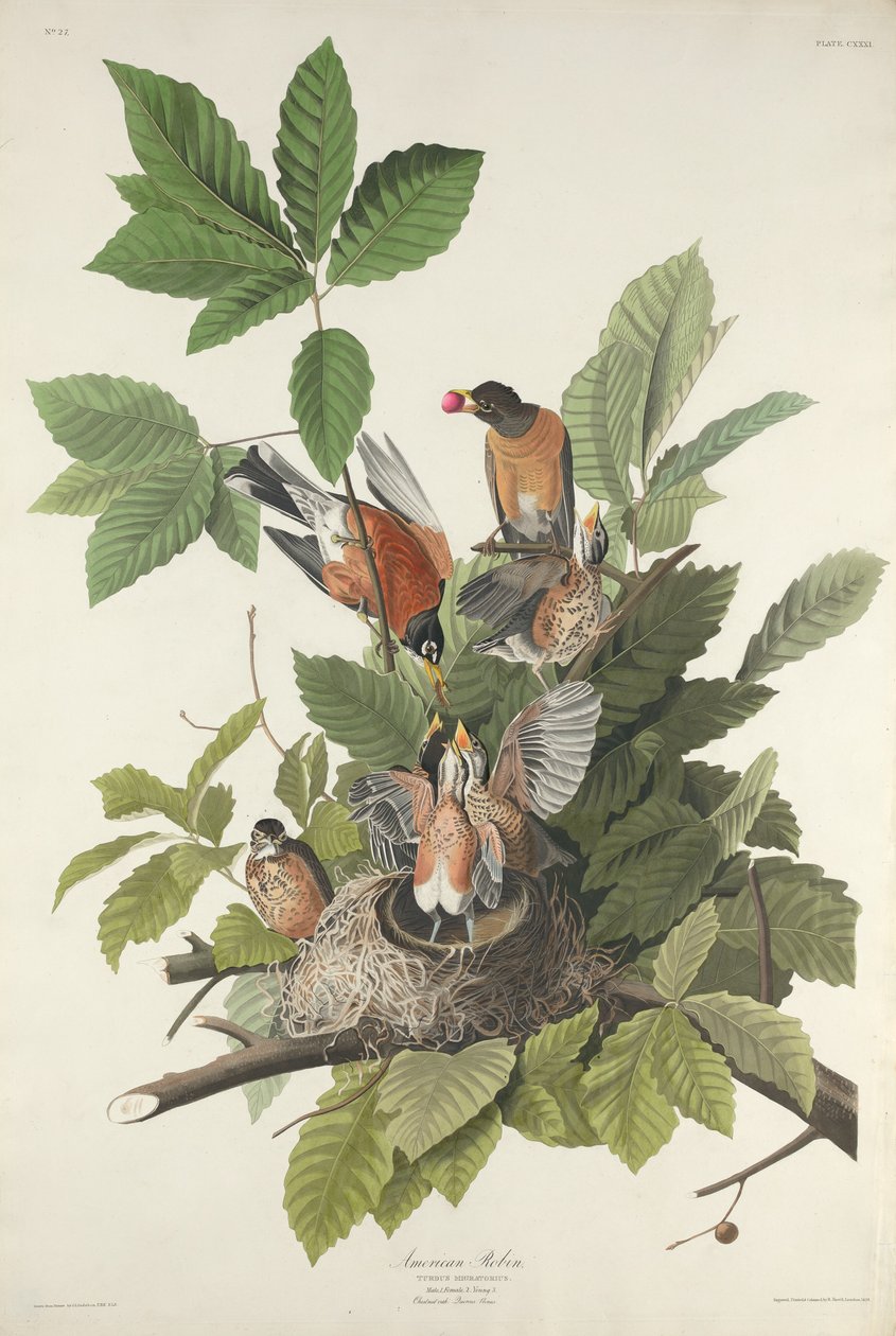Pettirosso Americano, 1832 da Robert Havell