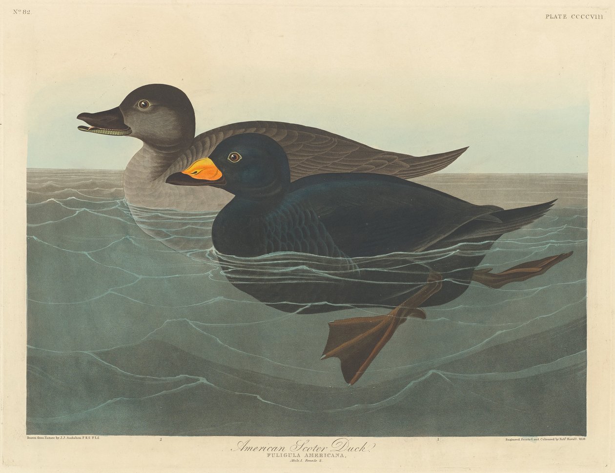 Anatra scoter americana da Robert Havell