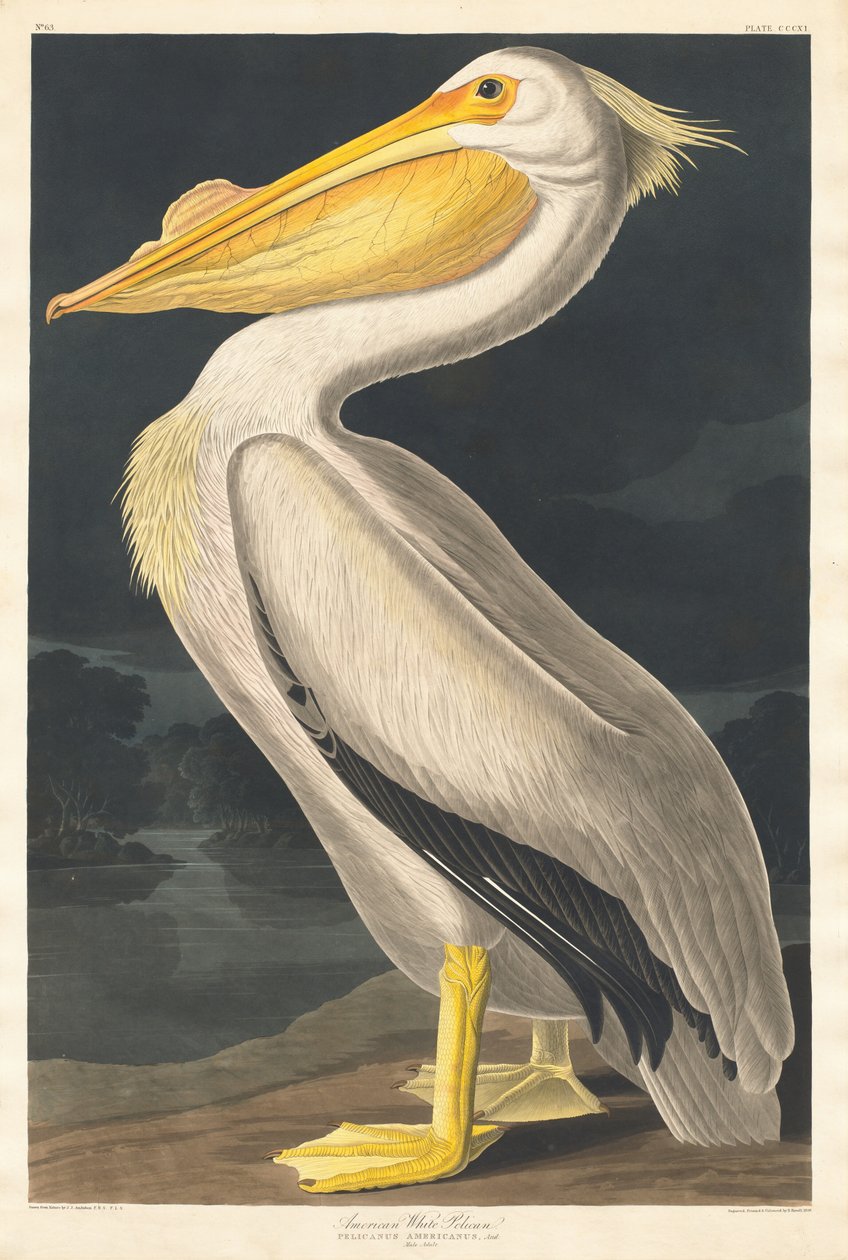Pellicano bianco americano, 1836 da Robert Havell