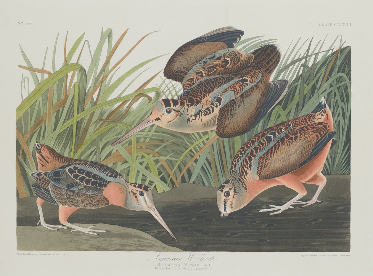 Beccaccia americana, 1835 da Robert Havell