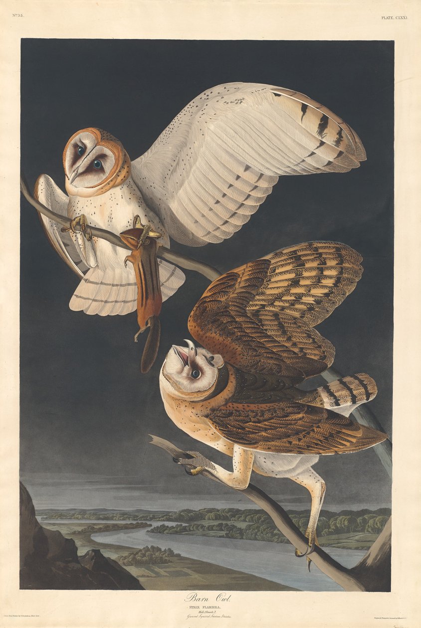 Barbagianni, 1833 da Robert Havell