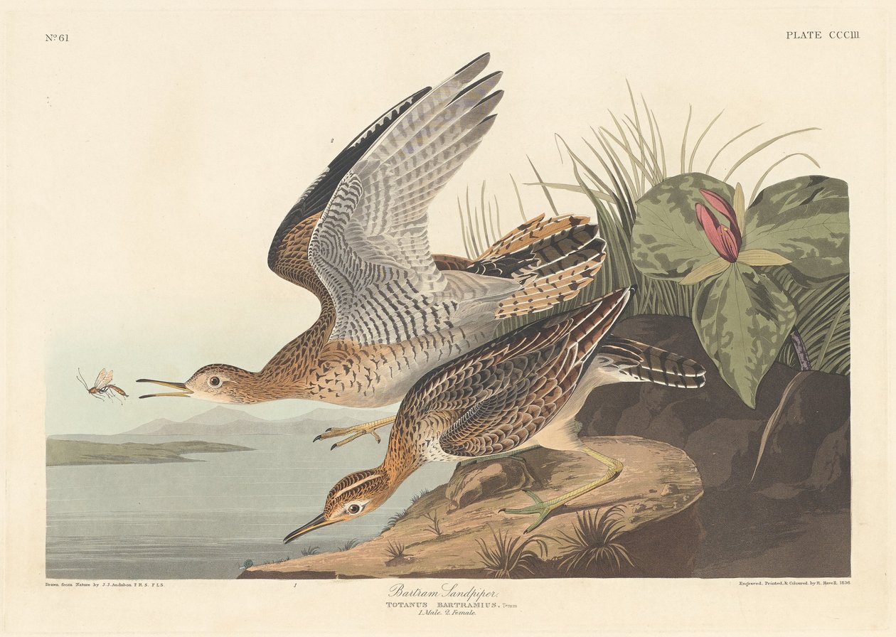 Piro-piro di Bartram da Robert Havell