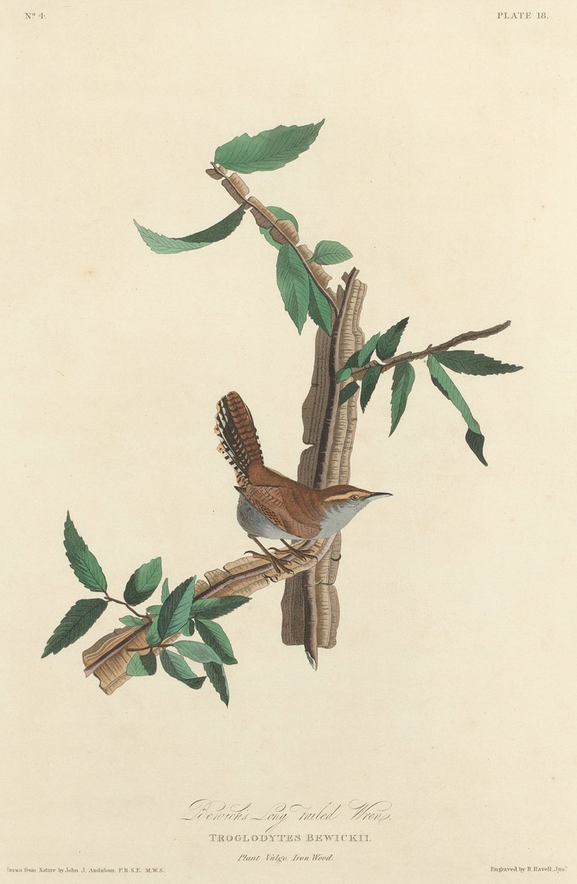 Scricciolo dalla Coda Lunga di Bewick, 1827 da Robert Havell
