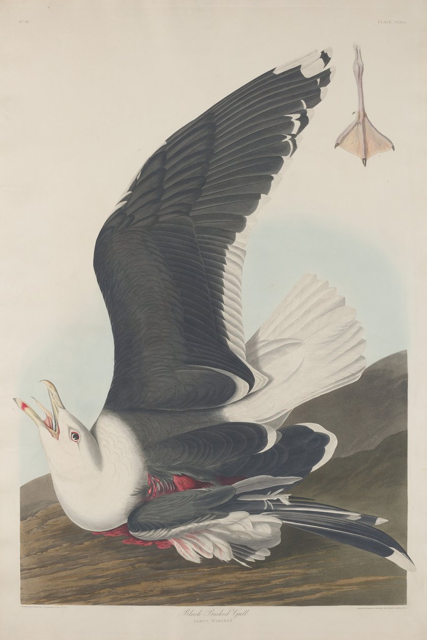 Gabbiano Dorso Nero da Robert Havell