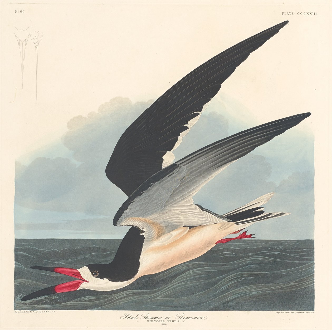 Beccapesci nero da Robert Havell