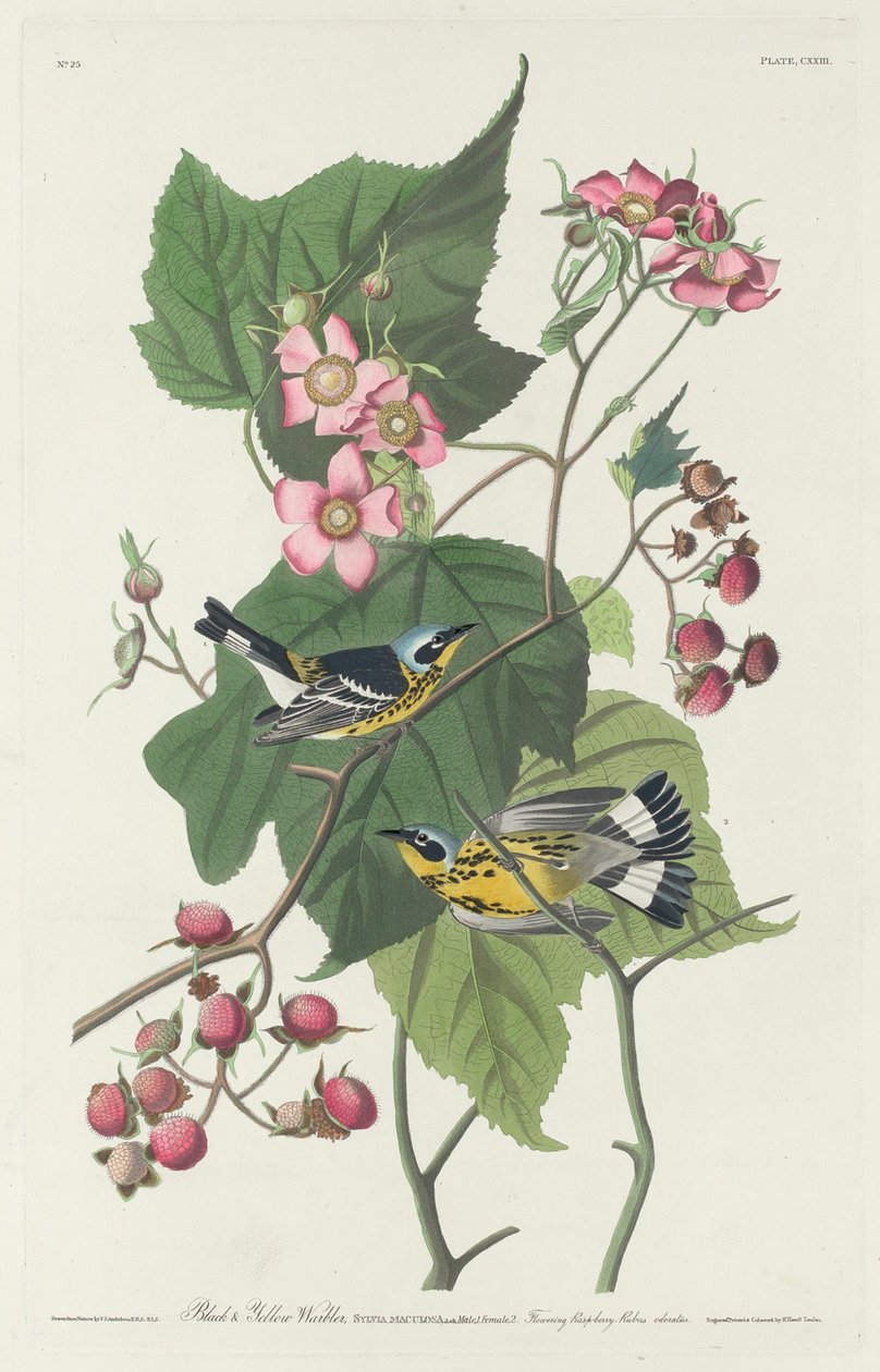 Parula nera e gialla, 1831 da Robert Havell