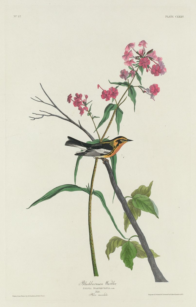 Parula di Blackburn da Robert Havell