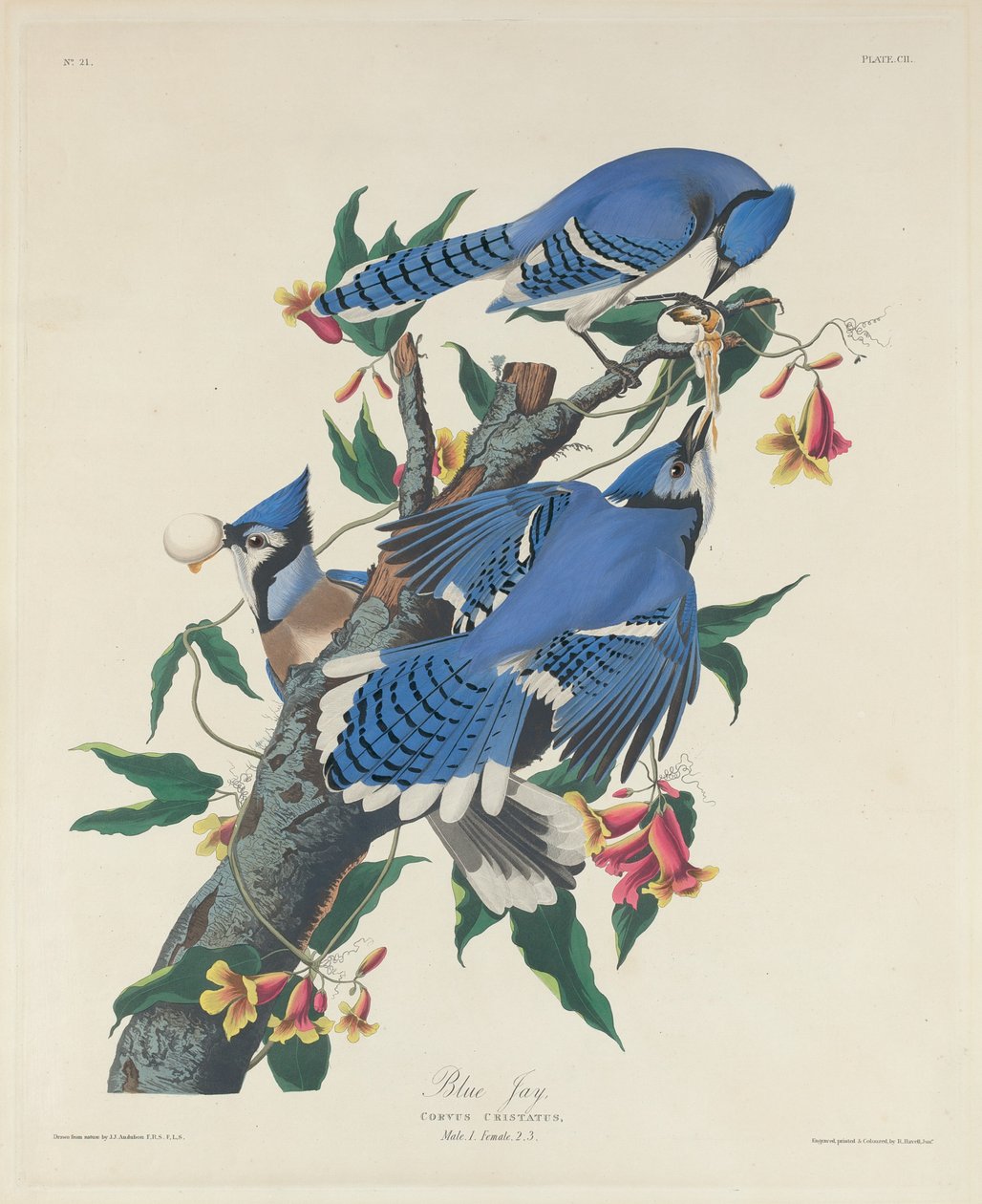 Ghiandaia azzurra da Robert Havell