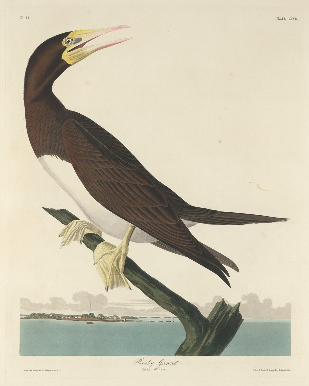 Sula Bassana da Robert Havell